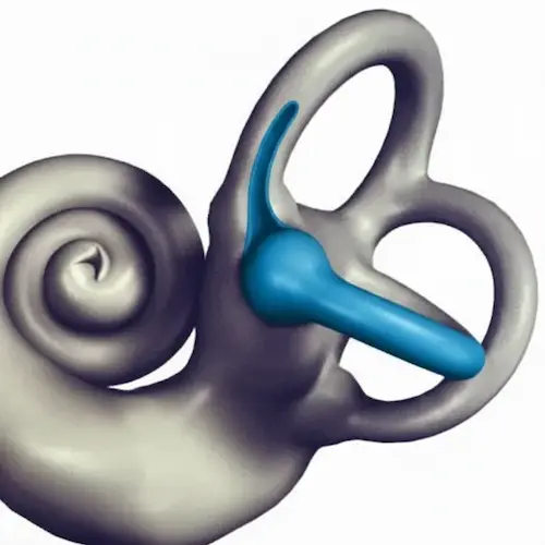 oido interno donde se destaca el semicircular lateral